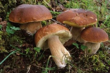 COMUNITA&#39; MONTANA OLTREPO&#39; PAVESE -Raccolta Funghi 2025 - Regolamento