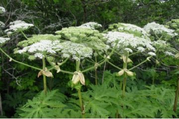 Comunicazioni inerenti la specie erbacea aliena invasiva &quot;Heracleum Mantegazzianum&quot;